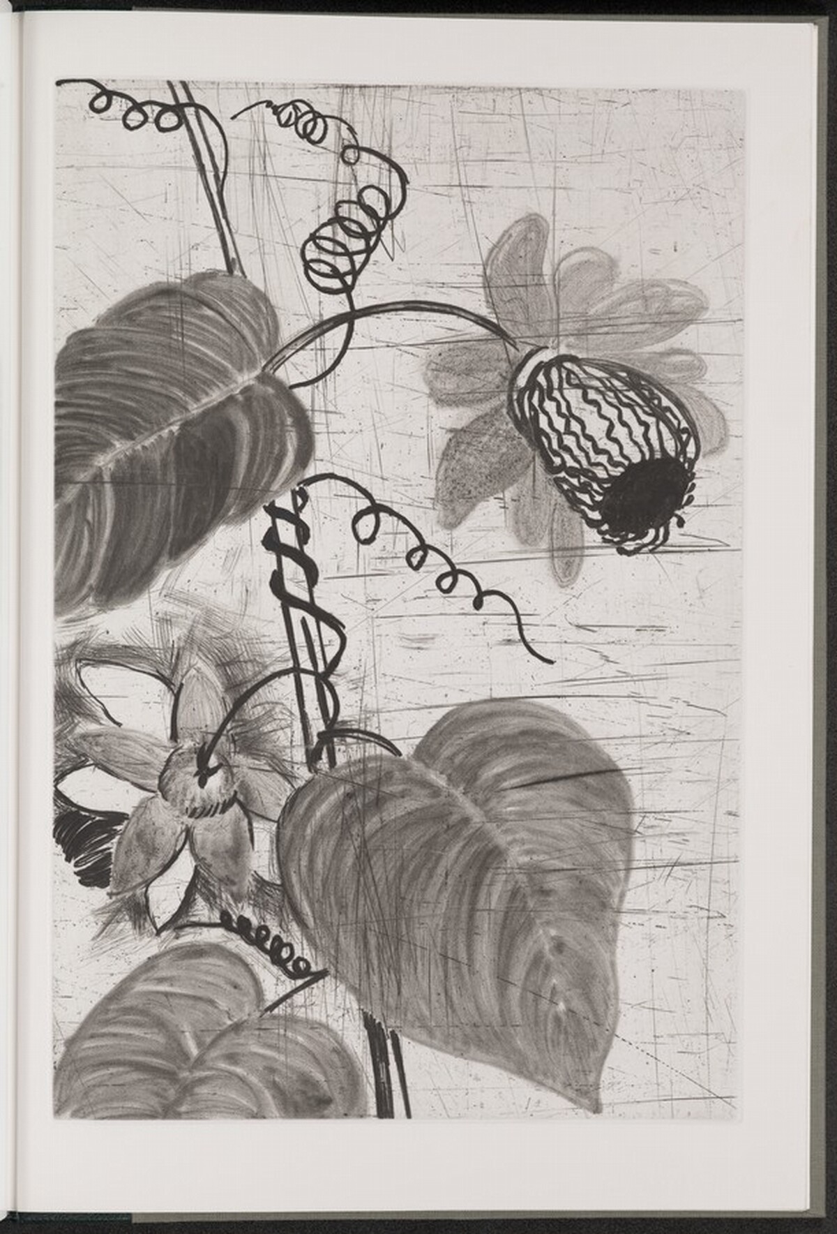 Winged Passionflower by Jim Dine