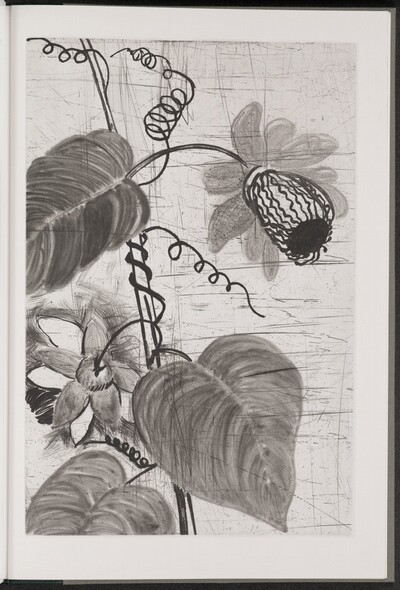 Winged Passionflower