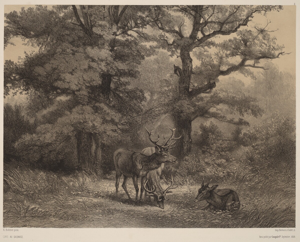 Cerfs au Gagnage by Karl Bodmer