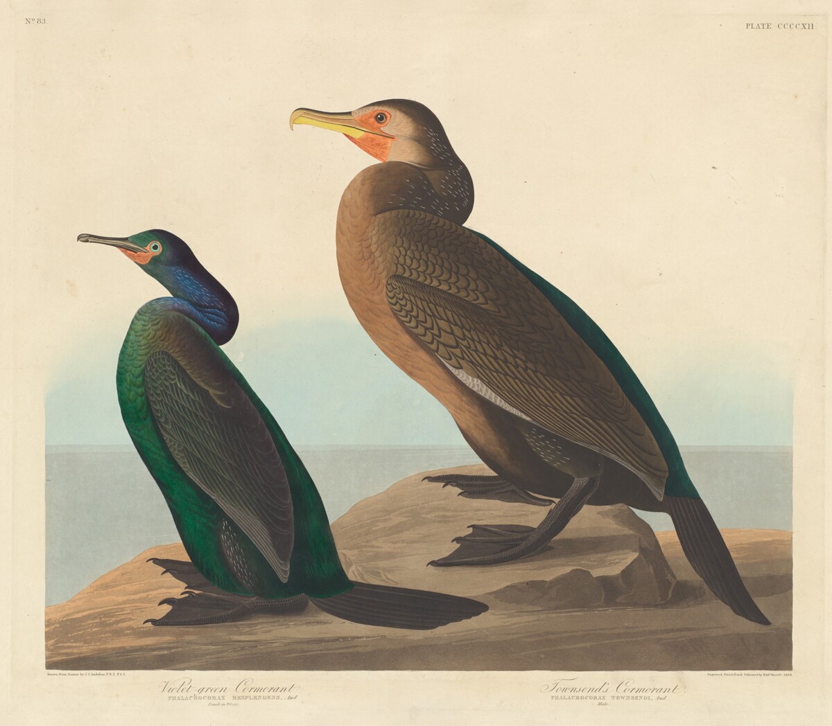 Violet-green Cormorant and Townsend's Cormorant by Robert Havell after John James Audubon
