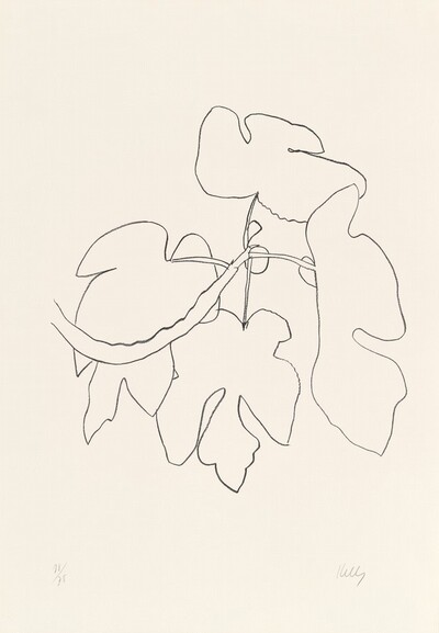 Fig Branch (Figue)