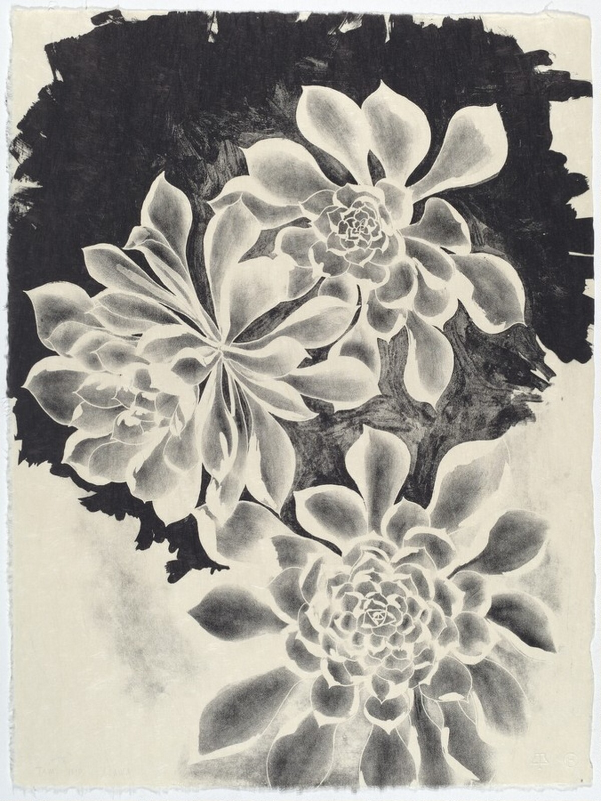 Succulents by Ruth Asawa