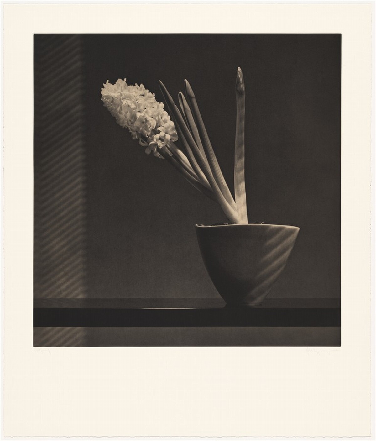 Hyacinth by Robert Mapplethorpe