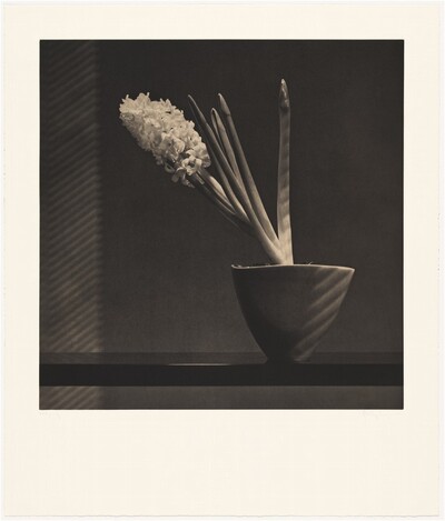 Hyacinth