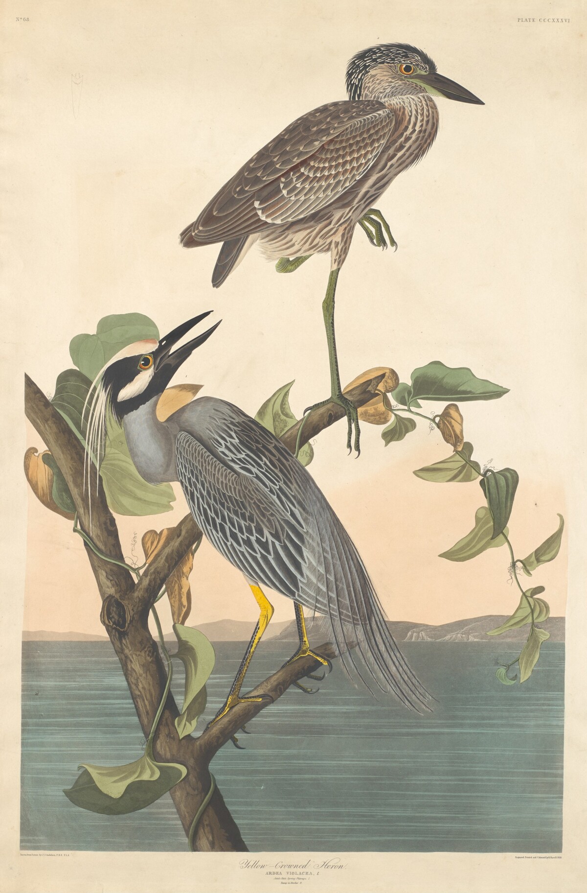 Yellow-crowned Heron by Robert Havell after John James Audubon