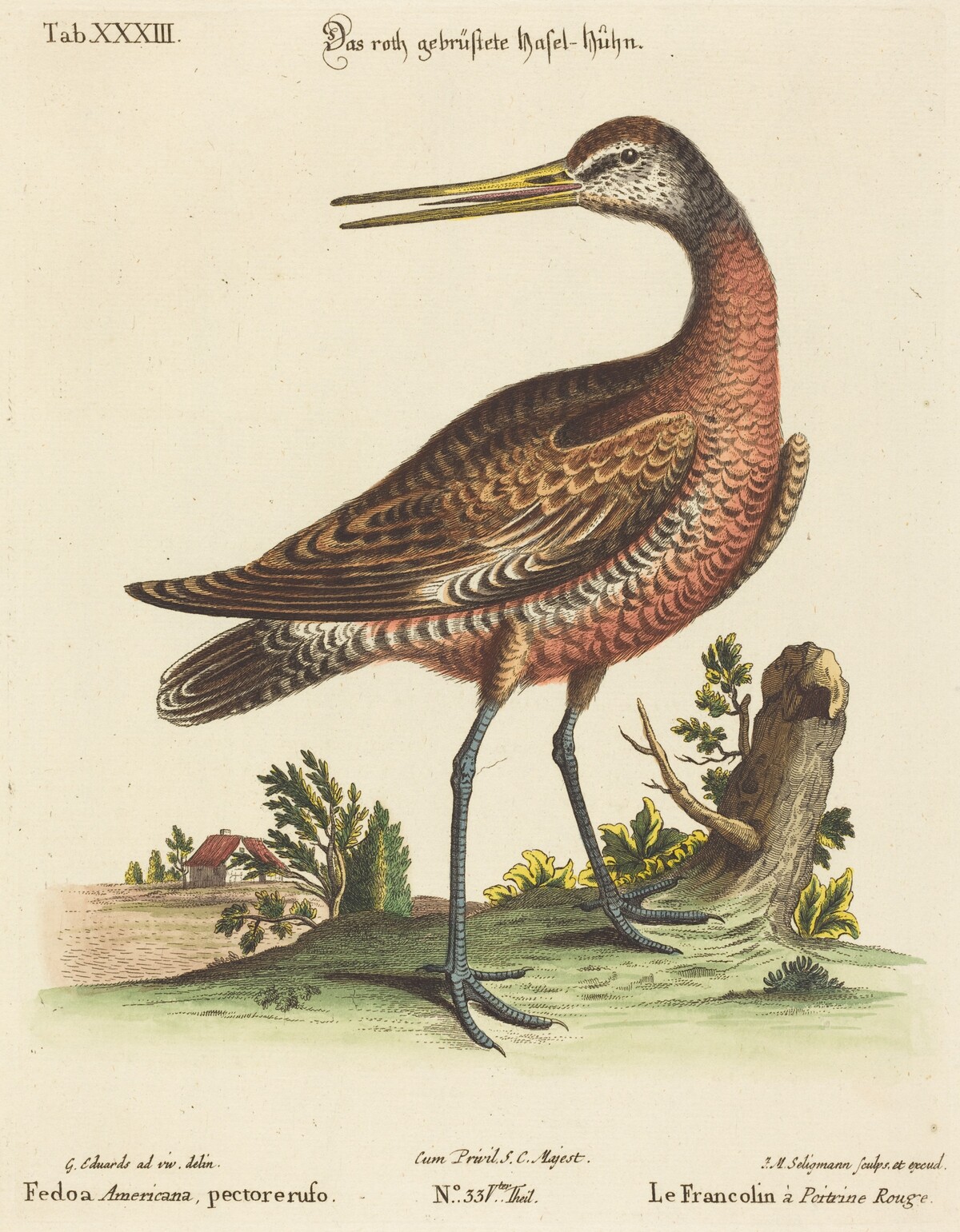 Fedoa Americana, pectore ruso by Johann Michael Seligmann after George Edwards