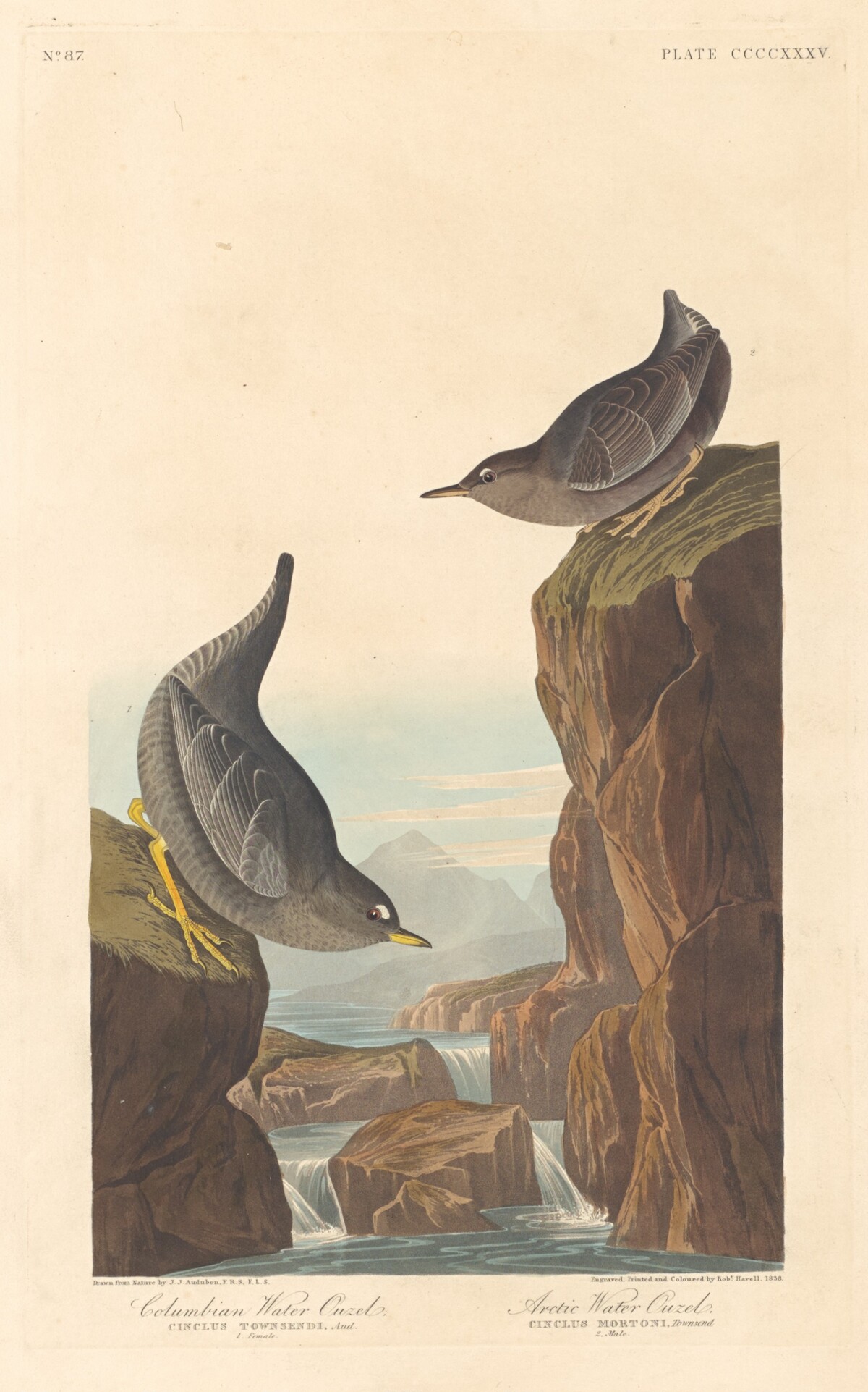 Columbian Water Ouzel and Arctic Water Ouzel by Robert Havell after John James Audubon