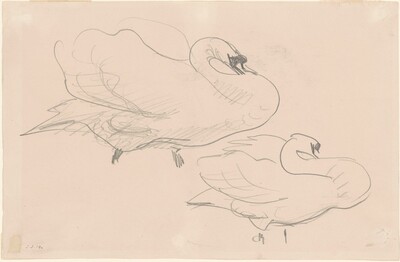 Studies of a Swan