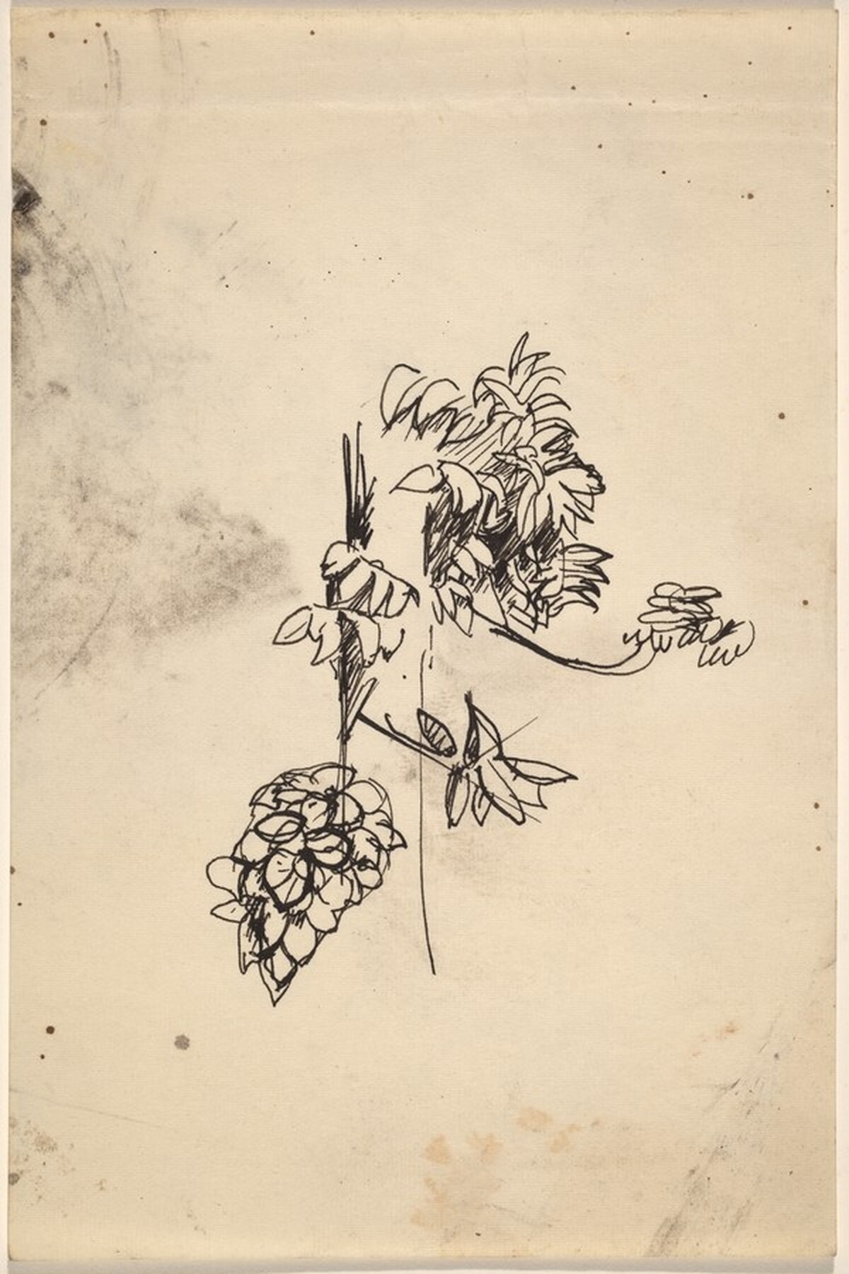 Sketch of Plants by Mark Rothko