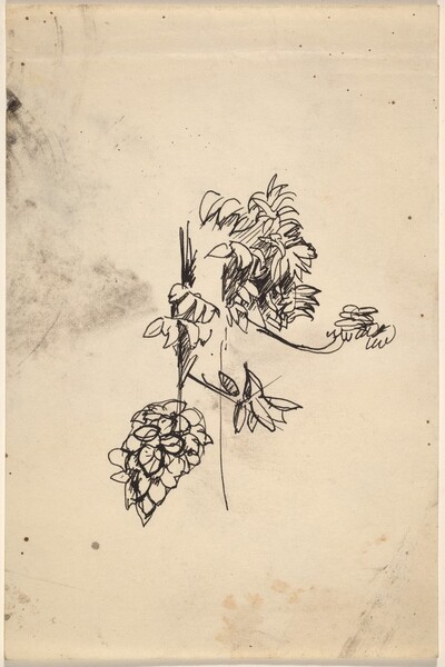 Sketch of Plants