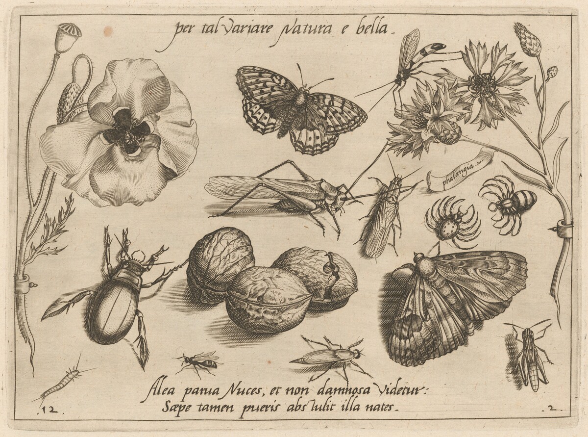 Archetypa studiaque patris Georgii Hoefnagelii [Part 2, Plate 12] by Jacob Hoefnagel after Joris Hoefnagel