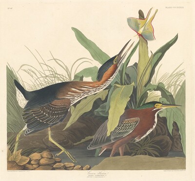 Green Heron