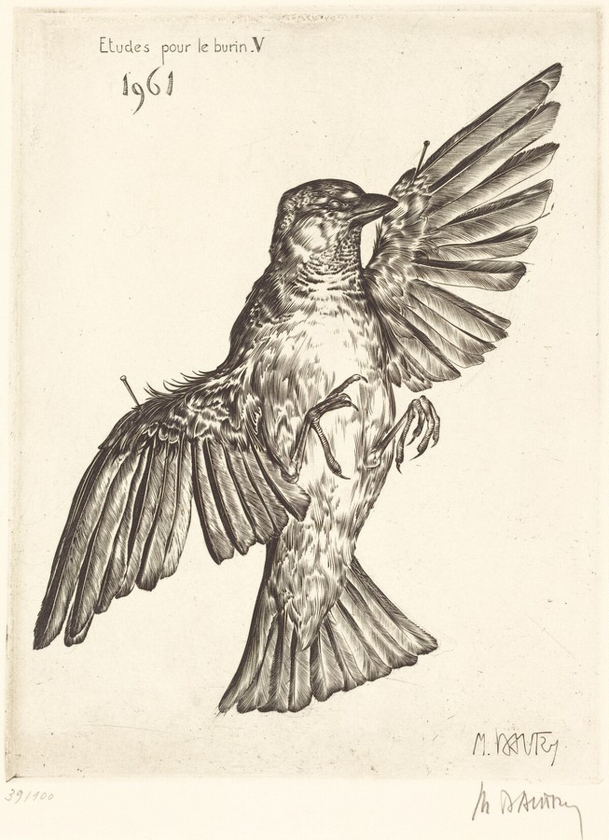 Etudes pour le burin V (Dead Bird) by Marc Dautry