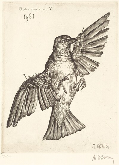 Etudes pour le burin V (Dead Bird)