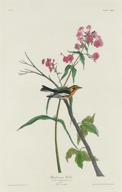 Blackburnian Warbler