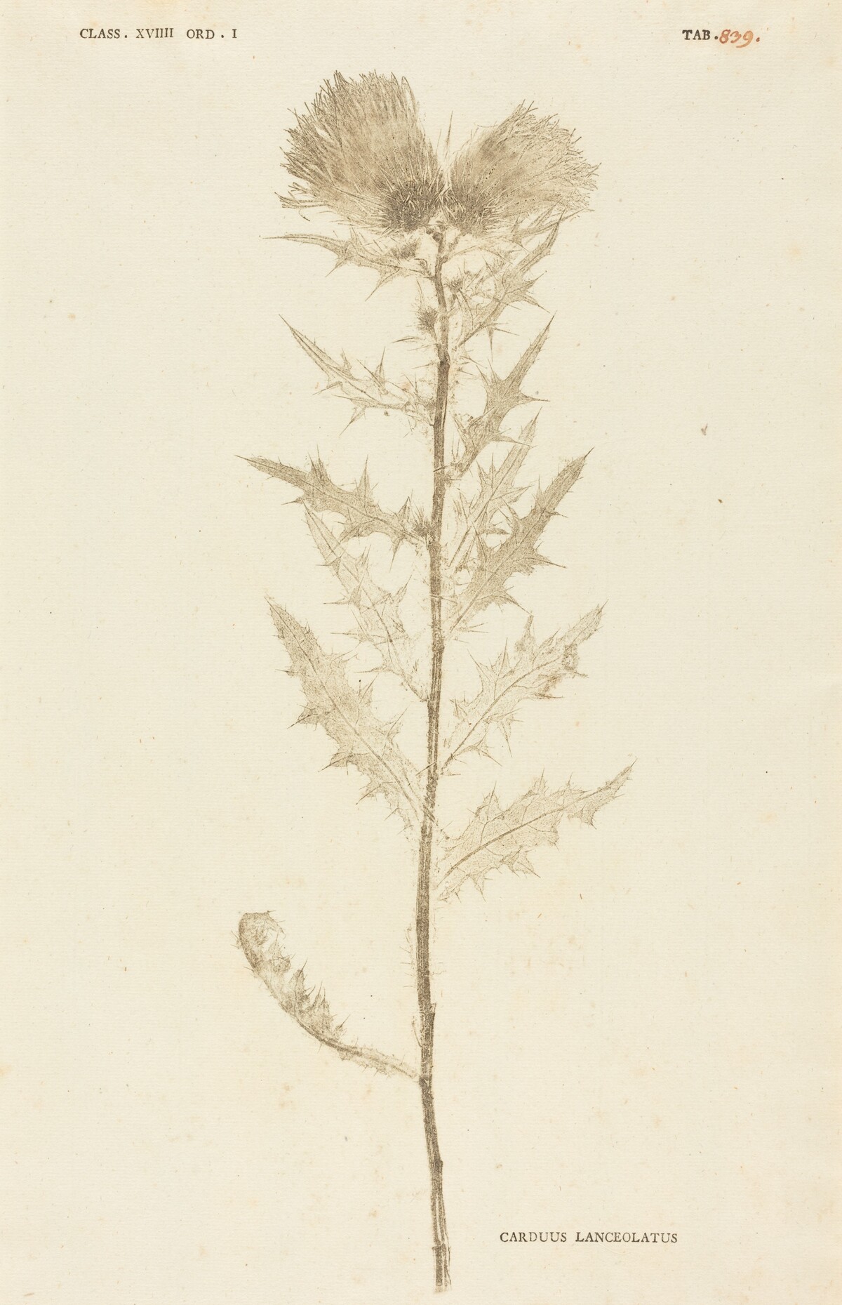 Carduus Lanceolatus by Johann Hieronymus Kniphof