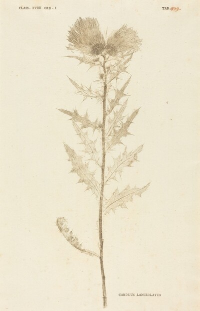 Carduus Lanceolatus