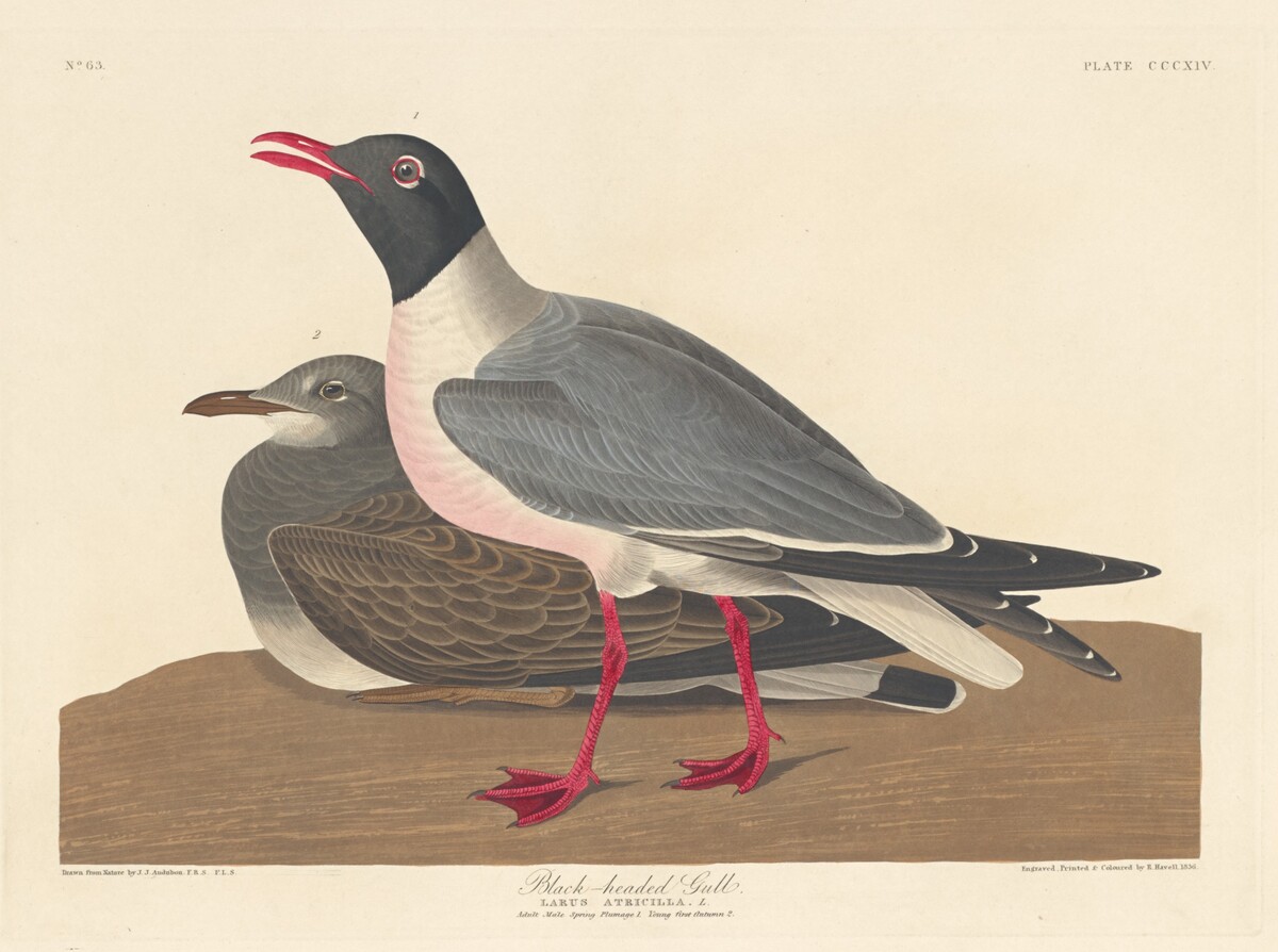 Black-headed Gull by Robert Havell after John James Audubon