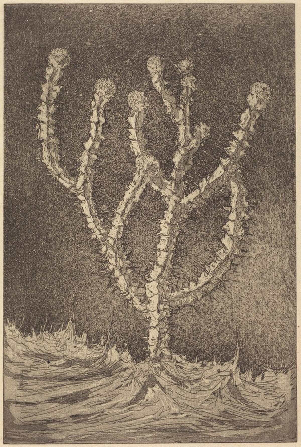 Cactus by Tomás Harris