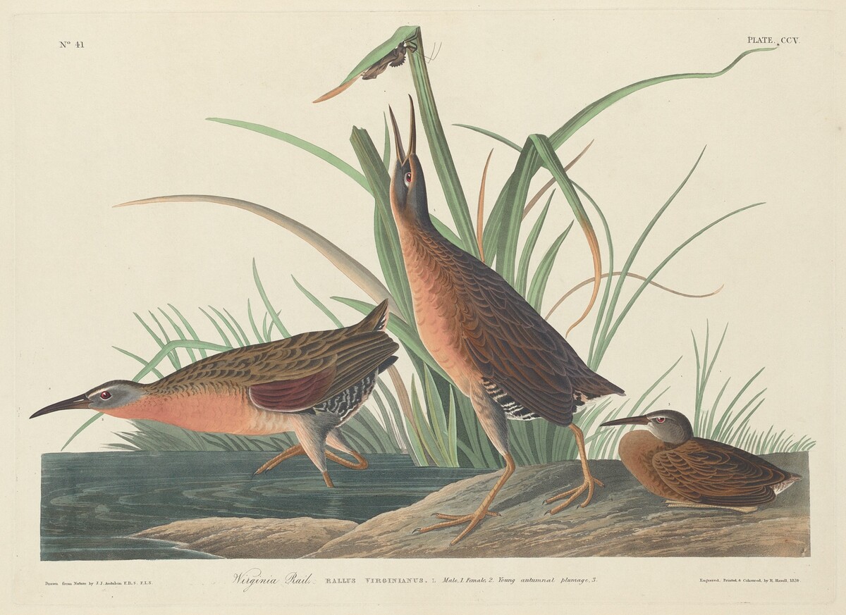 Virginia Rail by Robert Havell after John James Audubon