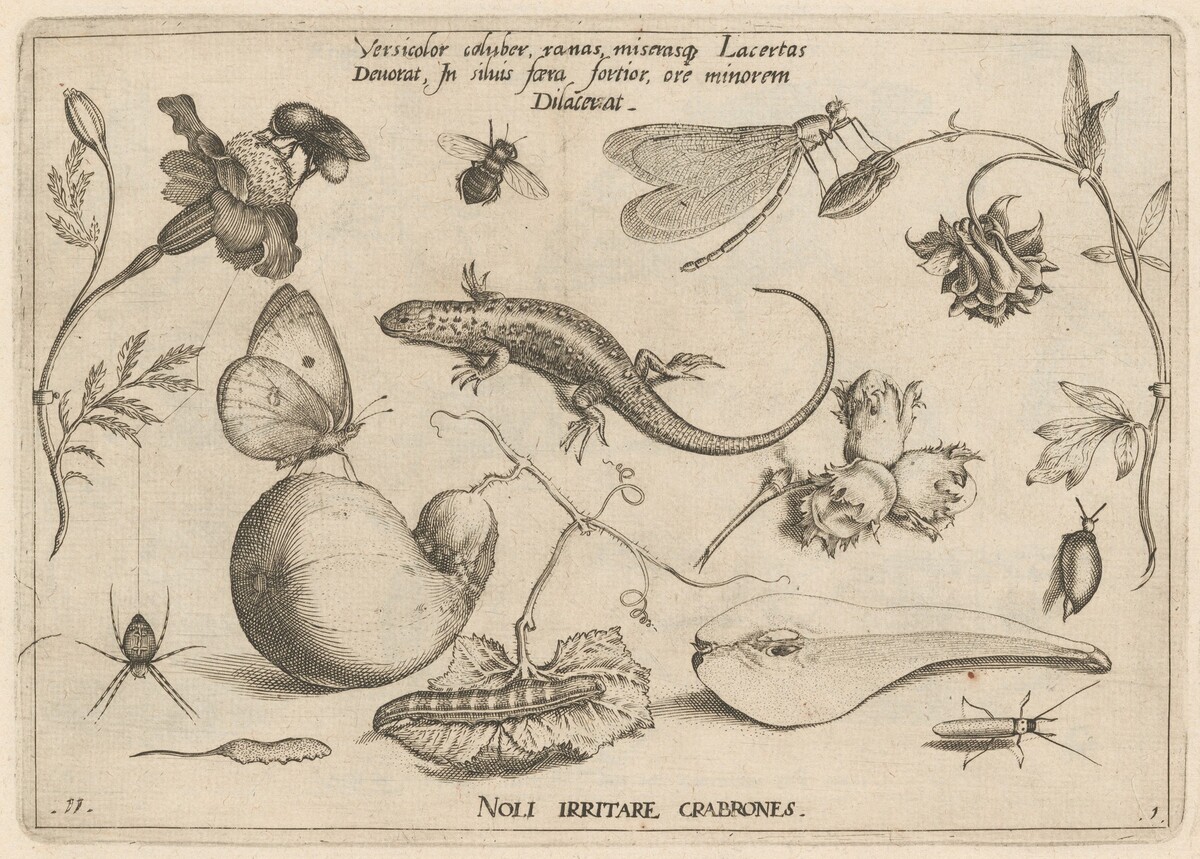 Archetypa studiaque patris Georgii Hoefnagelii [Part 1, Plate 11] by Jacob Hoefnagel after Joris Hoefnagel