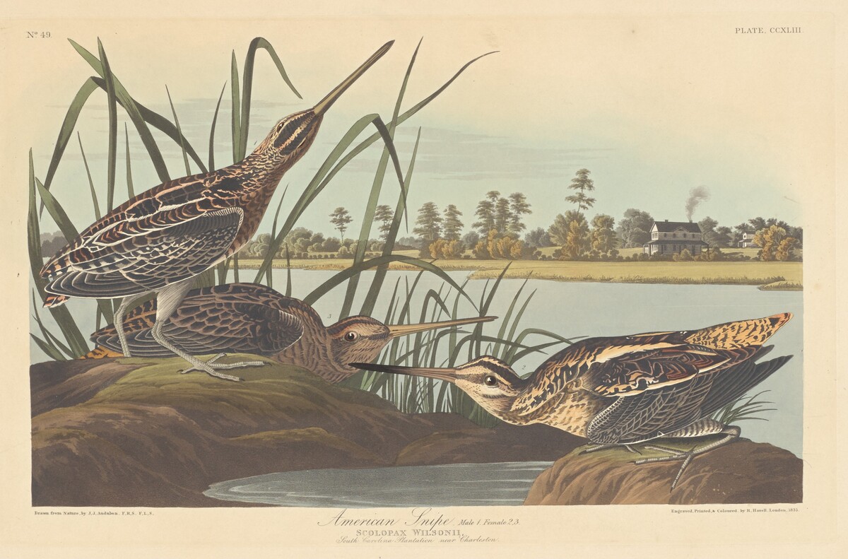 American Snipe by Robert Havell after John James Audubon