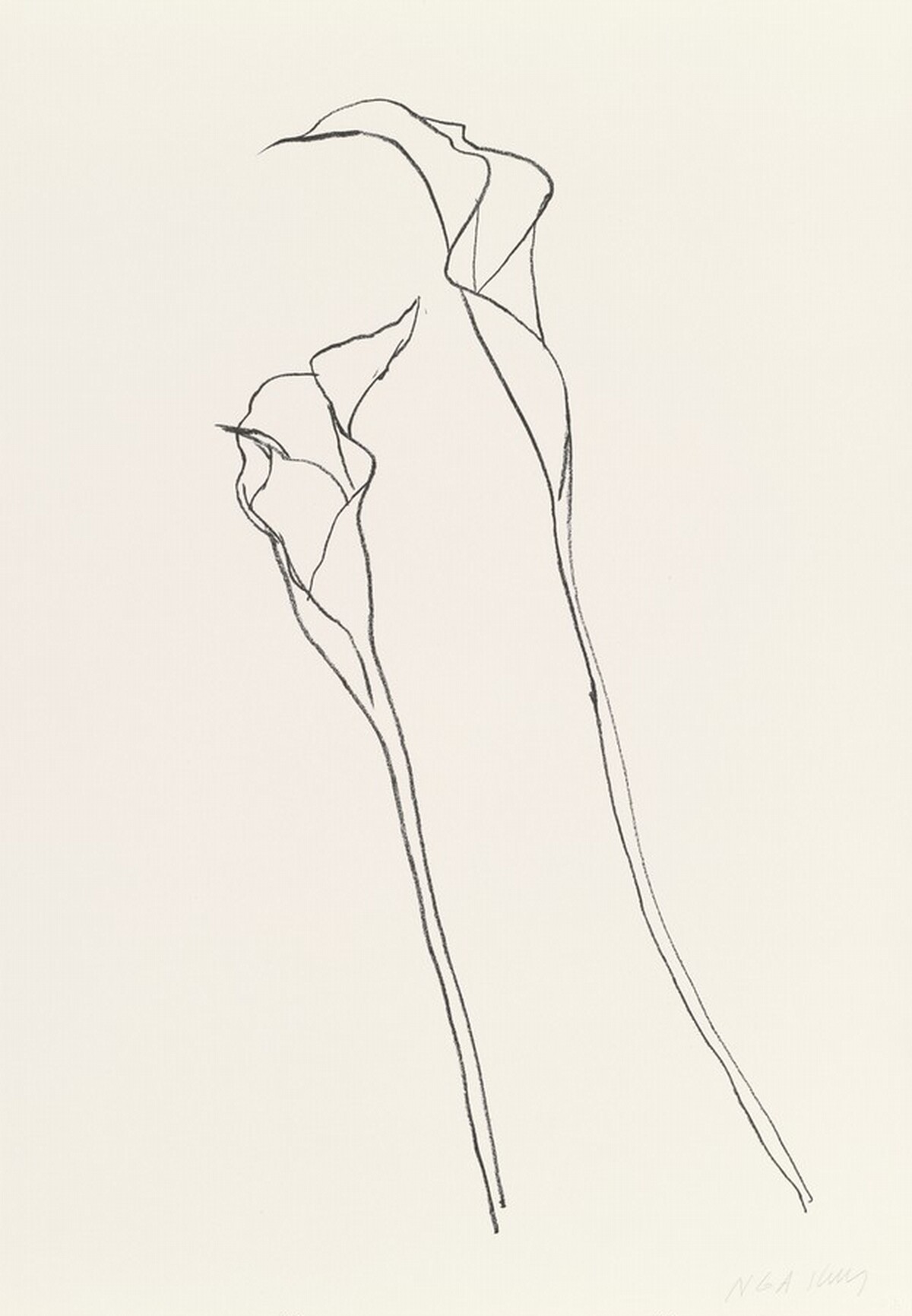 Calla Lily II by Ellsworth Kelly