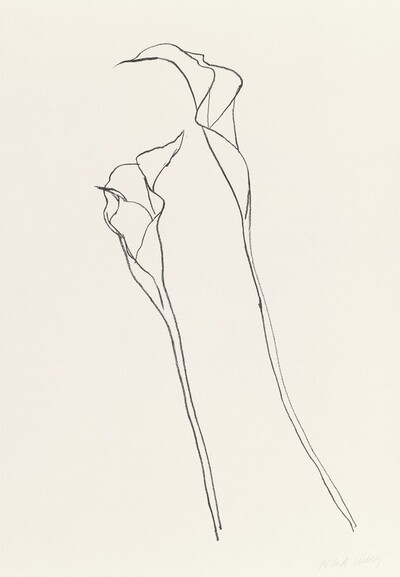 Calla Lily II