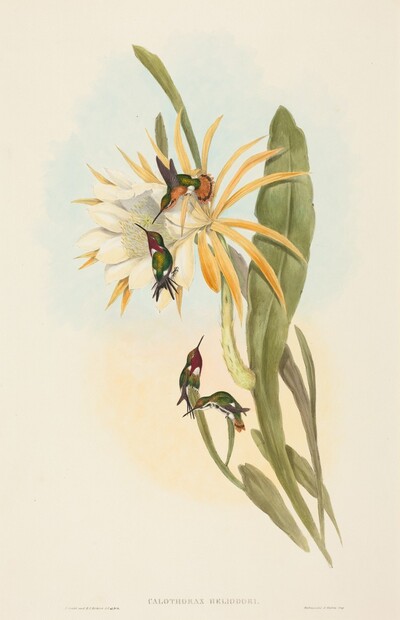 Calothorax heliodori