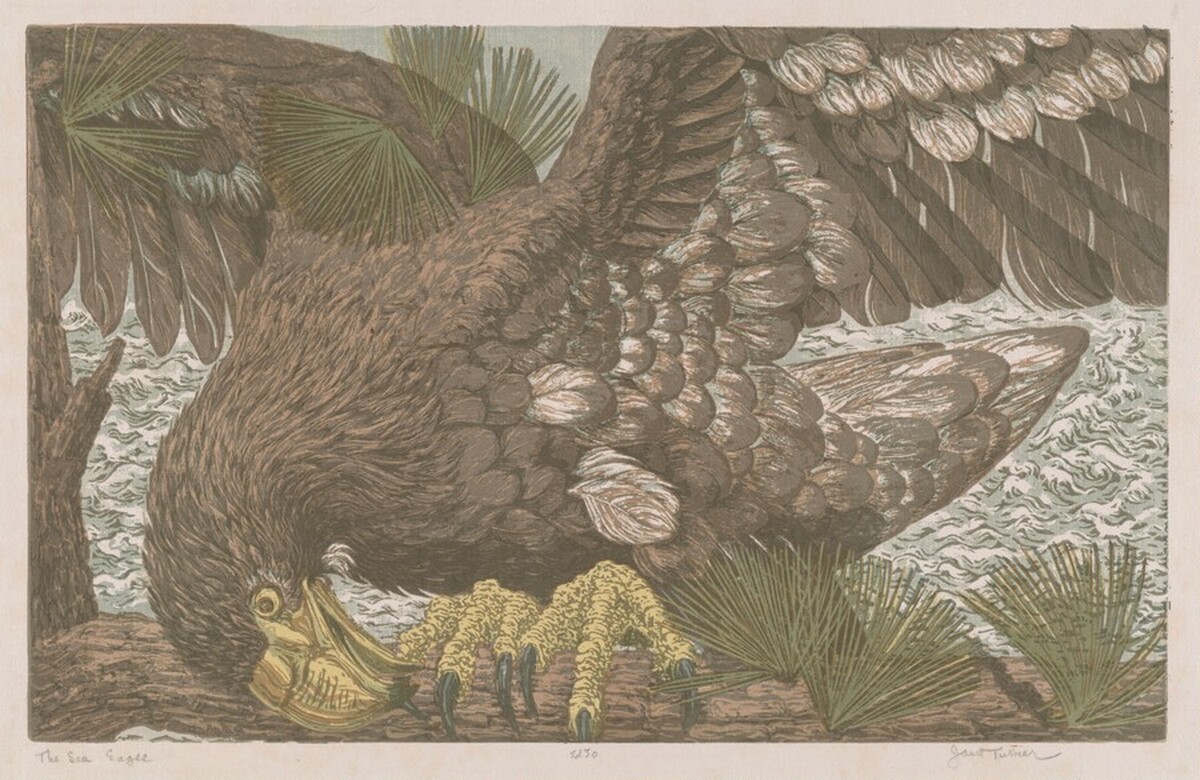 The Sea Eagle by Janet Elizabeth Turner
