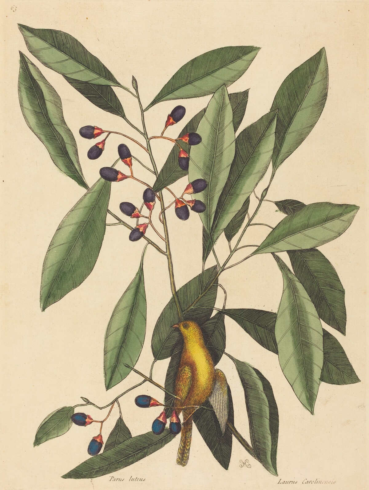 The Yellow Titmouse (Motacilla trochilus) by Mark Catesby