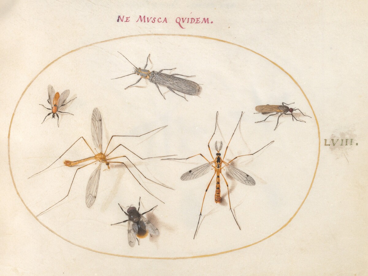 Plate 58: A Bee and Five Other Insects by Joris Hoefnagel