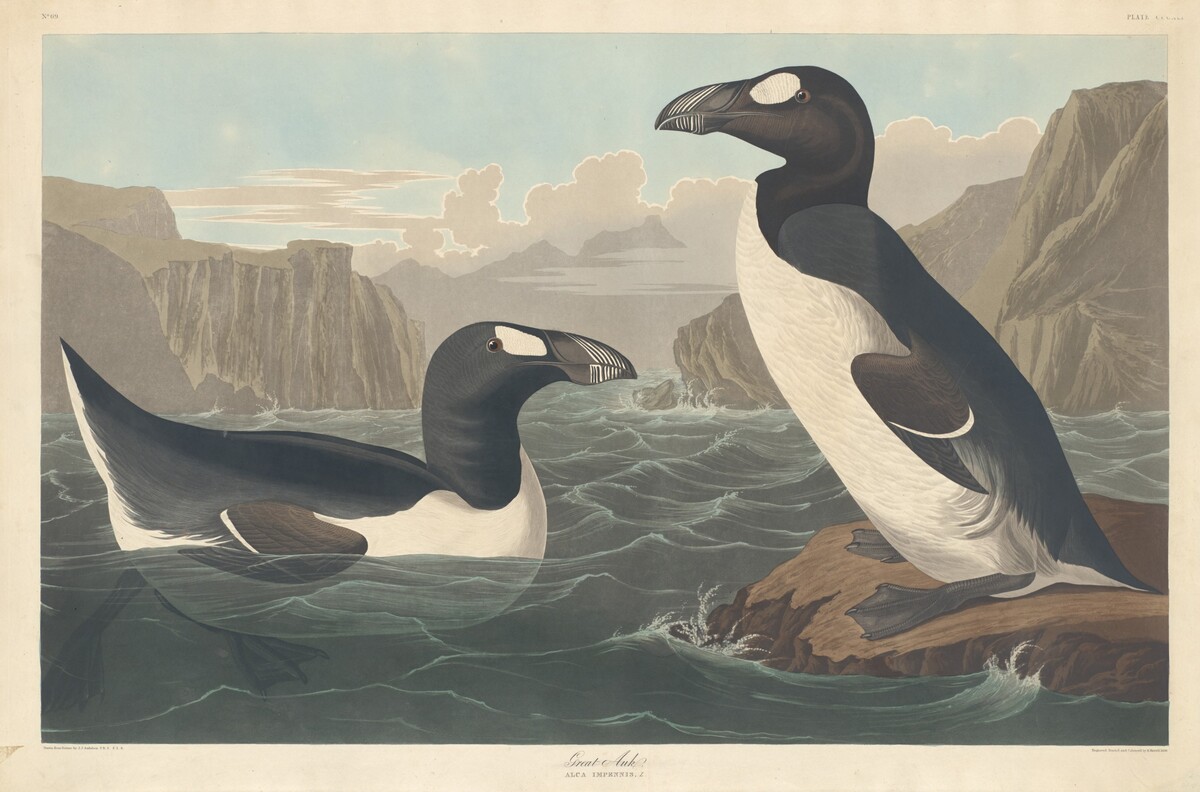 Great Auk by Robert Havell after John James Audubon