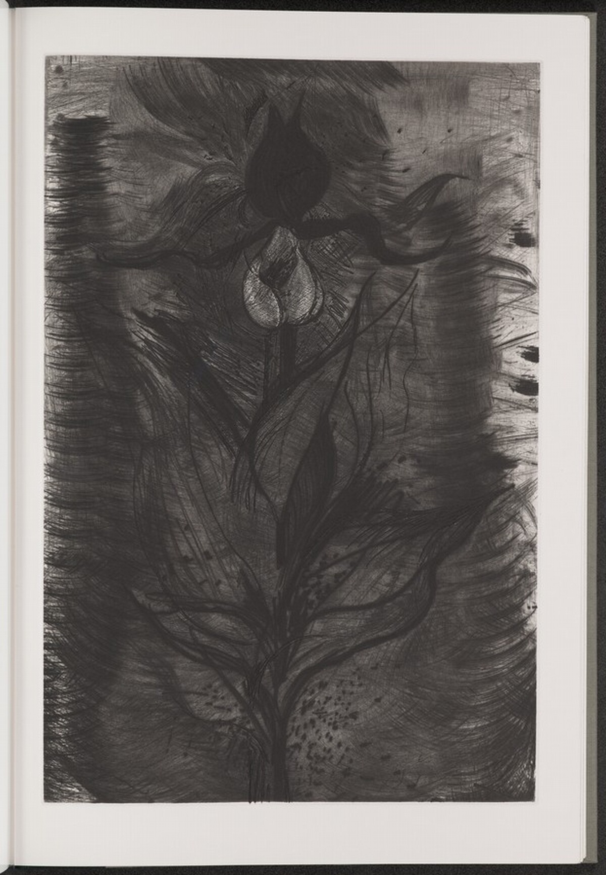 Lady's Slipper by Jim Dine