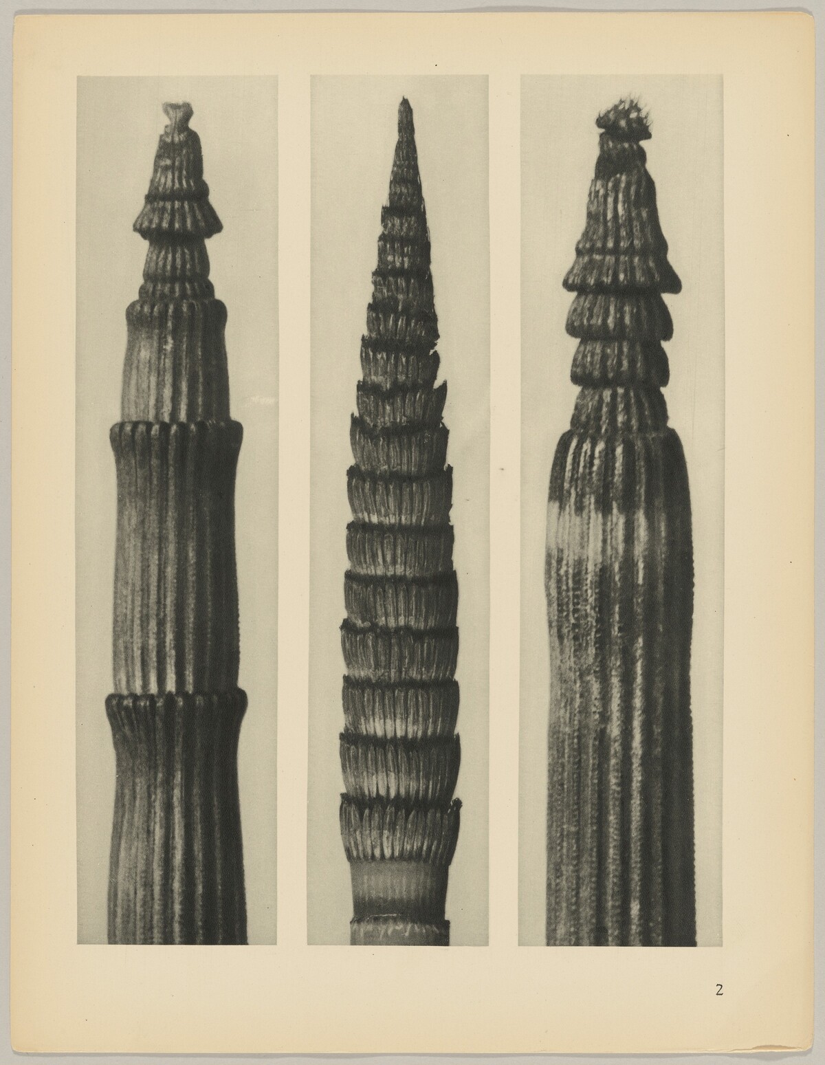 a Equisetum hiemale; b Equisetum maximum; c Equisetum hiemale by Karl Blossfeldt