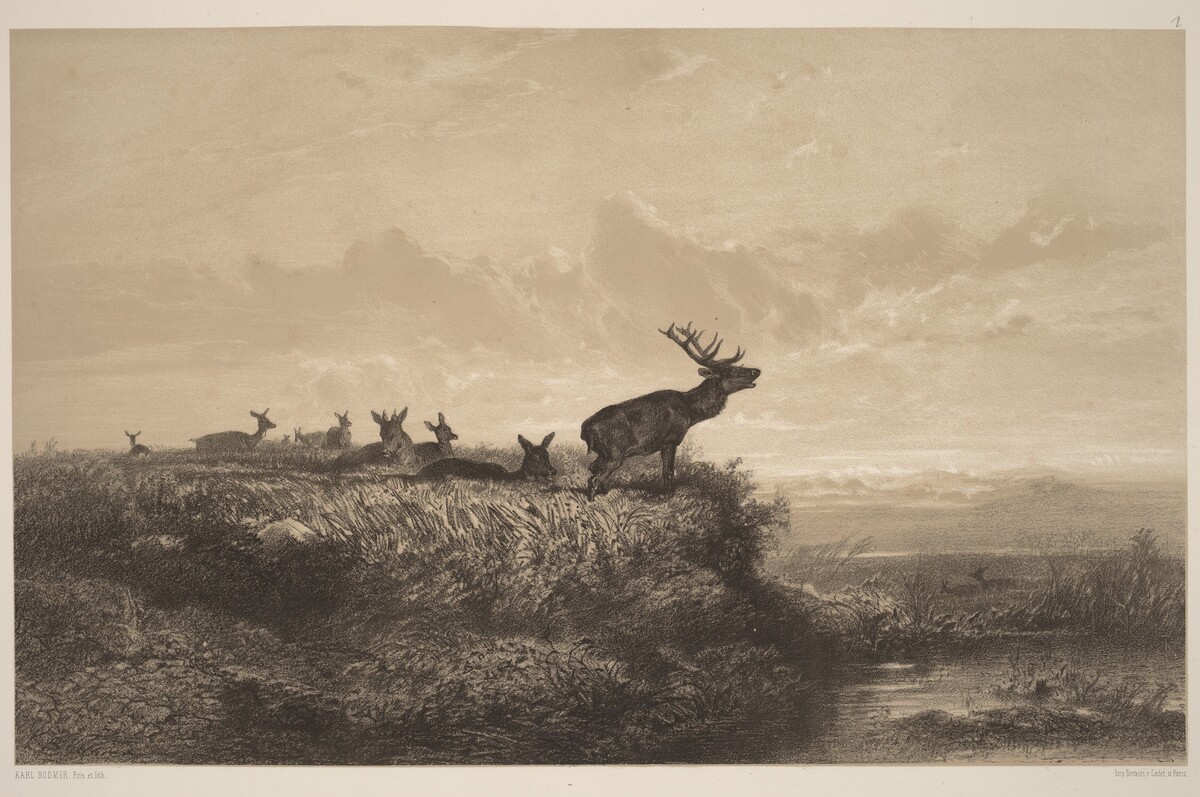 Le Matin.  Cerf et Biches by Karl Bodmer
