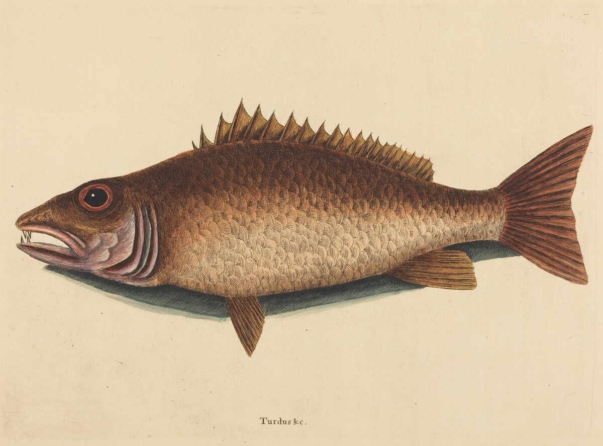 The Mangrove Snapper (Labrus griseus) by Mark Catesby