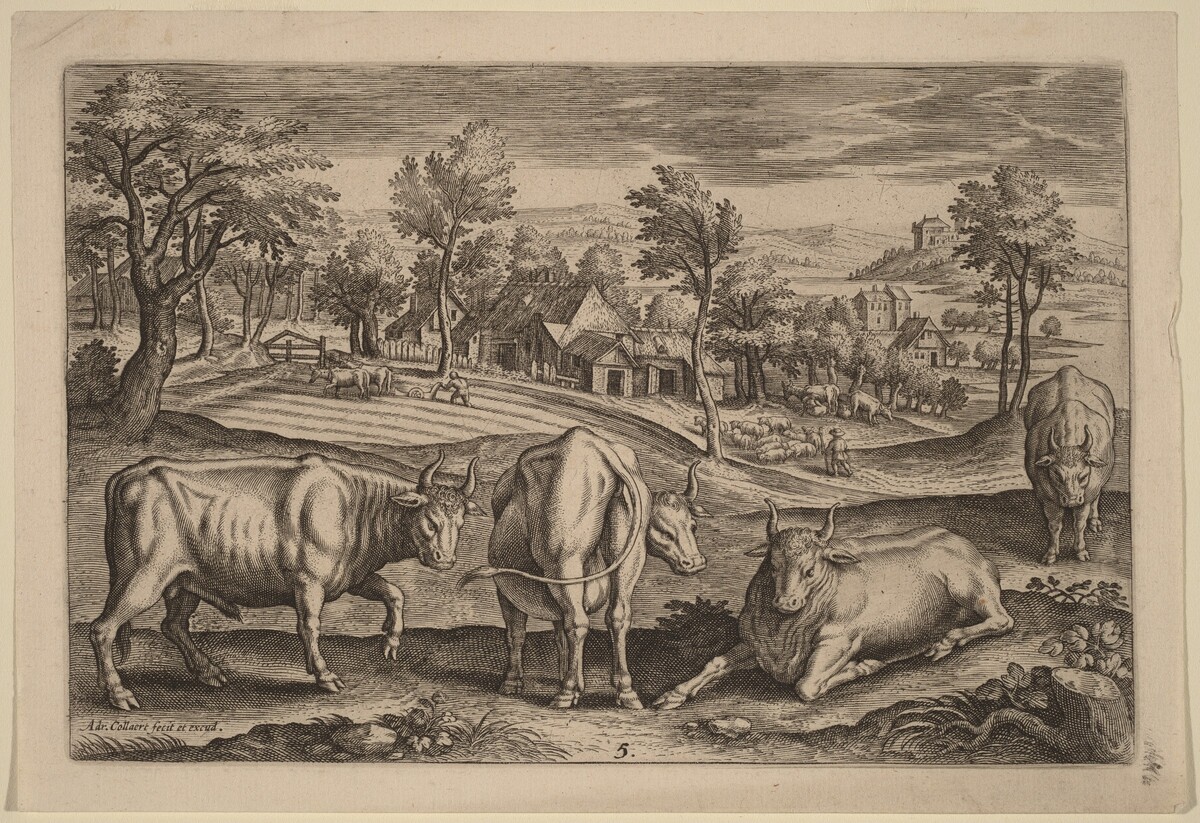 Four Bulls by Adriaen Collaert