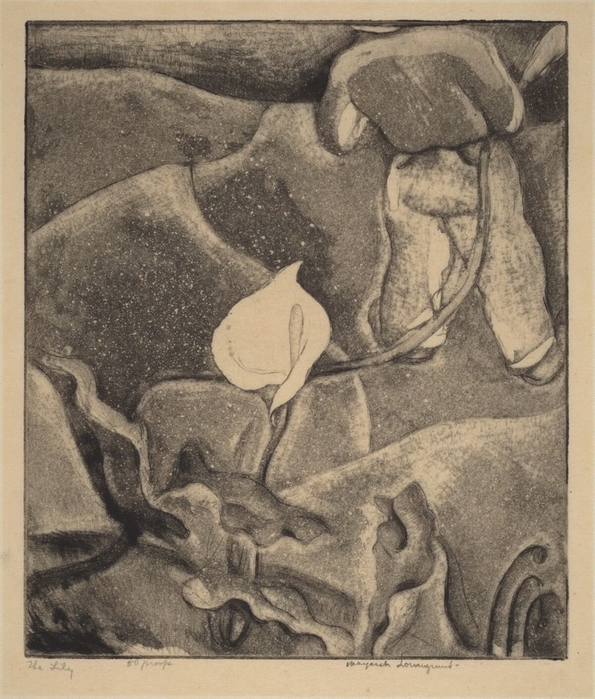 The Lily by Margaret Lowengrund